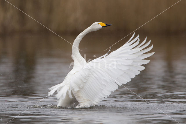 Whooper Swan (Cygnus cygnus)