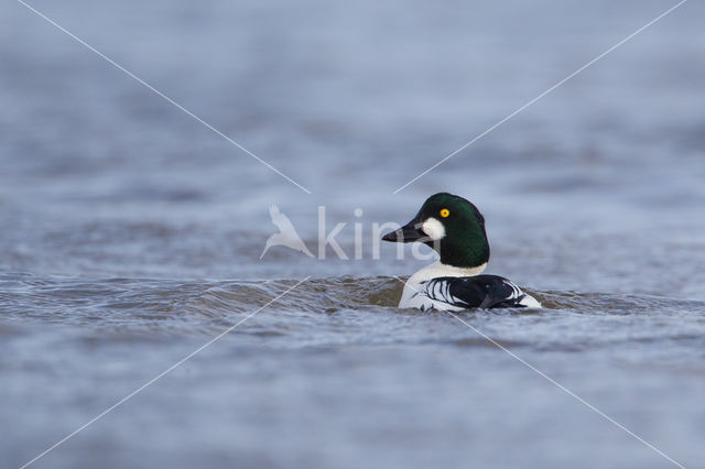 Common Goldeneye (Bucephala clangula)