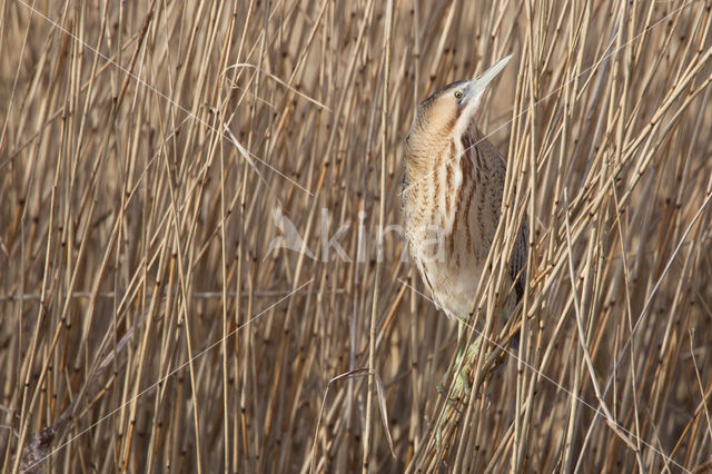 Bittern (Botaurus stellaris)