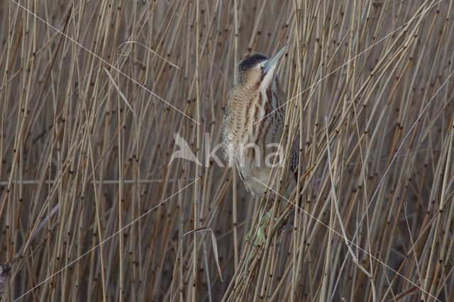 Bittern (Botaurus stellaris)