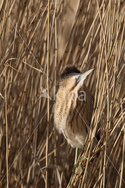 Bittern (Botaurus stellaris)