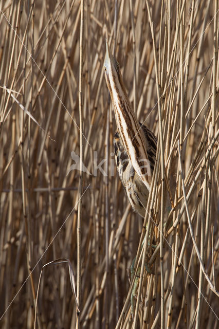 Bittern (Botaurus stellaris)