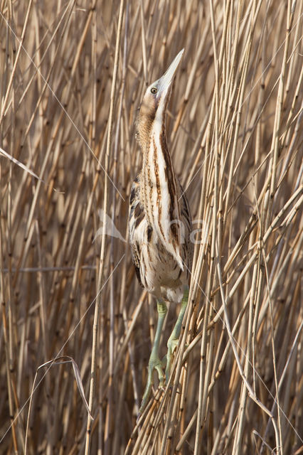 Bittern (Botaurus stellaris)