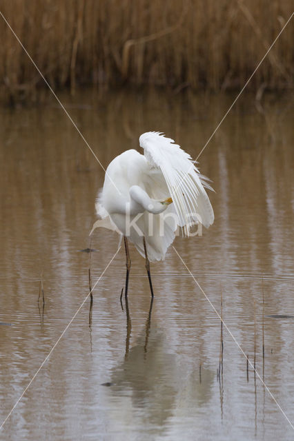 Grote Zilverreiger (Ardea alba)