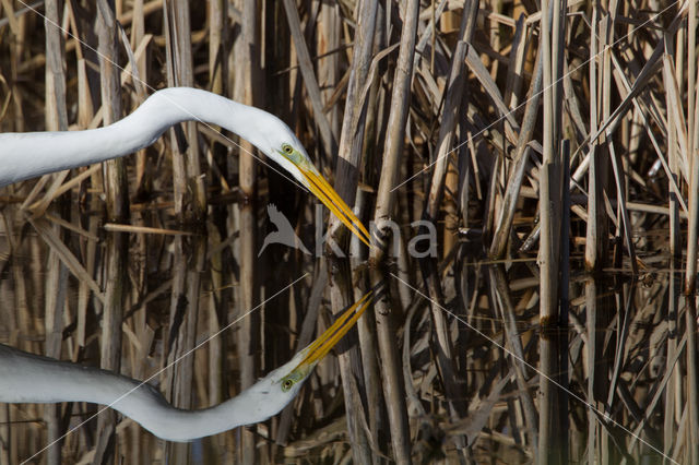 Great Heron (Ardea alba)