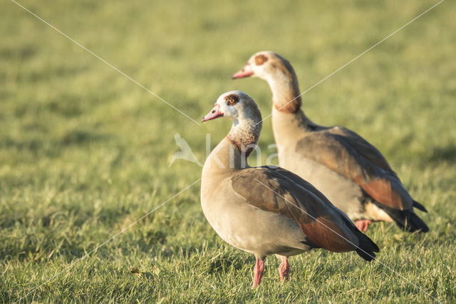 Egyptian Goose (Alopochen aegyptiaca)