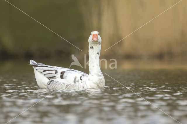 goose (Anser spec.)