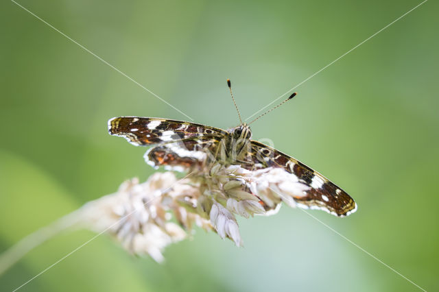 Landkaartje (Araschnia levana)