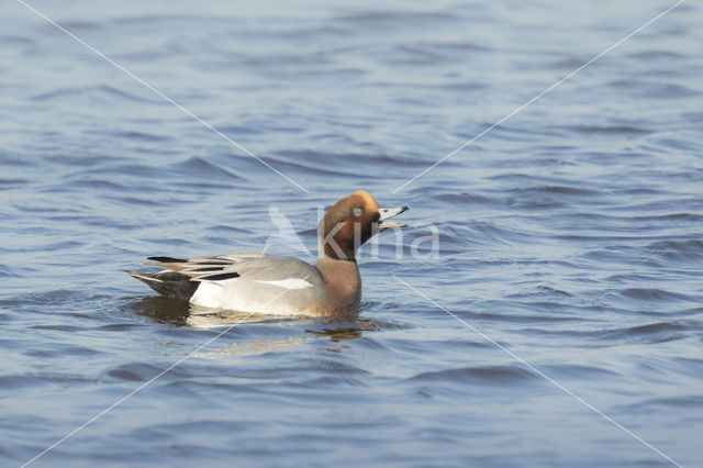 Wigeon (Anas penelope)