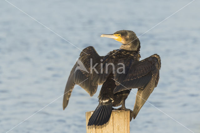 Aalscholver (Phalacrocorax carbo)