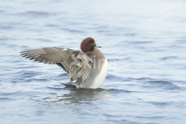 Wigeon (Anas penelope)