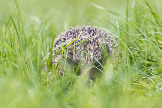 Hedgehog (Erinaceus europaeus)