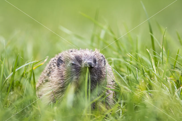 Hedgehog (Erinaceus europaeus)