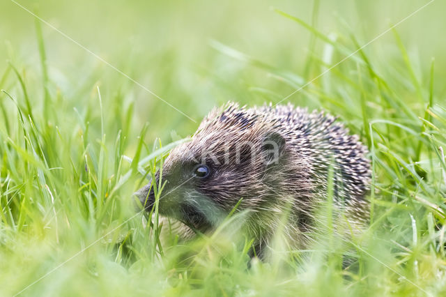 Hedgehog (Erinaceus europaeus)