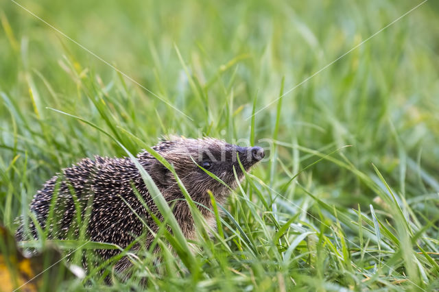 Hedgehog (Erinaceus europaeus)