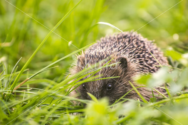 Hedgehog (Erinaceus europaeus)