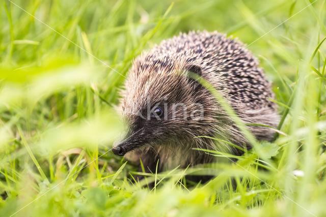 Hedgehog (Erinaceus europaeus)