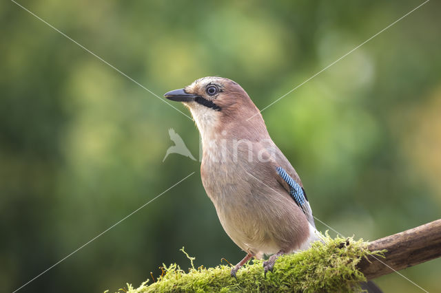 Vlaamse Gaai (Garrulus glandarius)