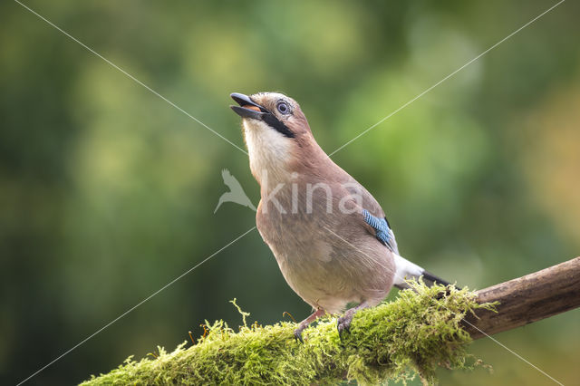 Vlaamse Gaai (Garrulus glandarius)