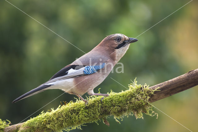 Eurasian Jay (Garrulus glandarius)