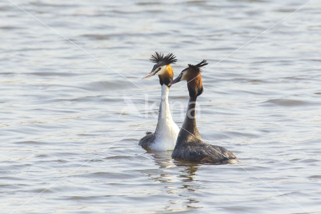 Great Crested Grebe (Podiceps cristatus)