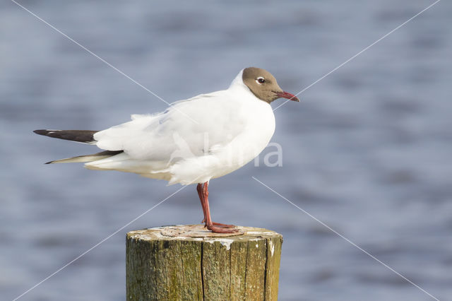 Black-headed Gull (Larus ridibundus)