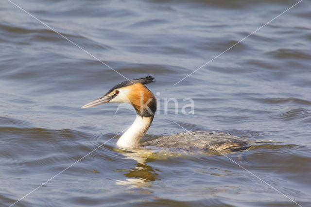 Great Crested Grebe (Podiceps cristatus)