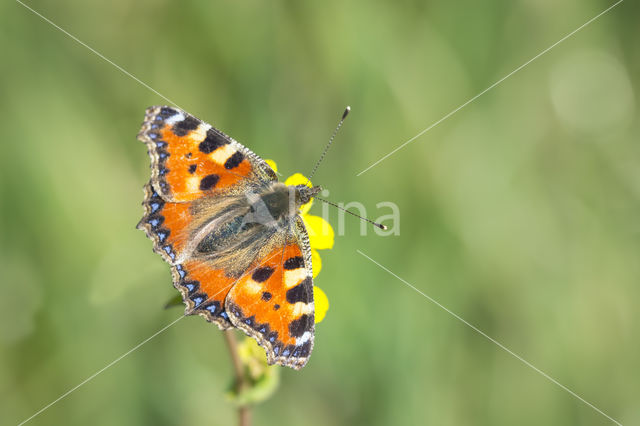 Kleine vos (Aglais urticae)