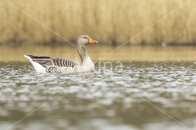 Grauwe Gans (Anser anser)