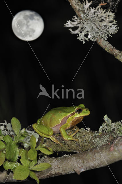 Europese boomkikker (Hyla arborea)