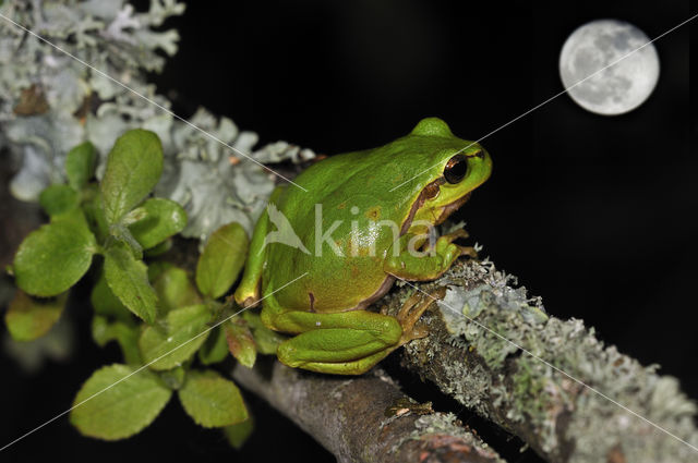 Europese boomkikker (Hyla arborea)