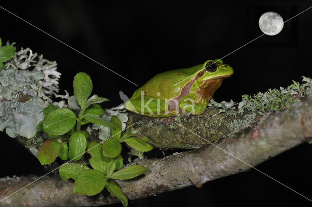 Europese boomkikker (Hyla arborea)