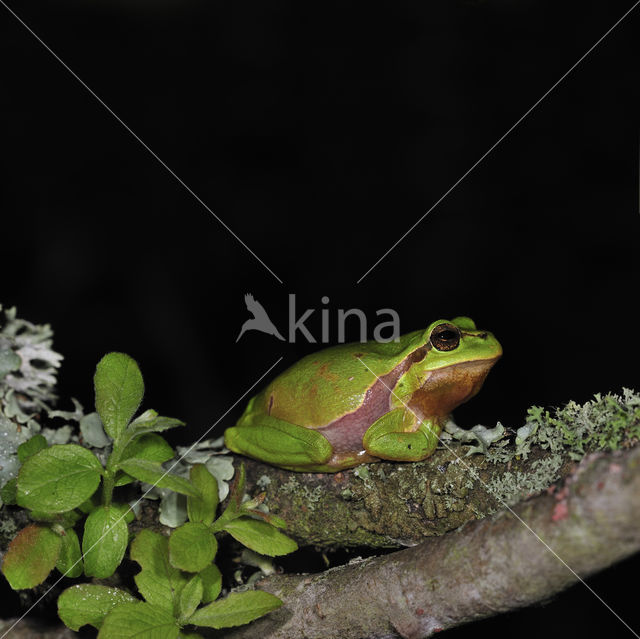 Europese boomkikker (Hyla arborea)