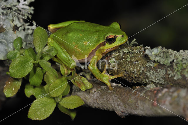 European Tree Frog (Hyla arborea)