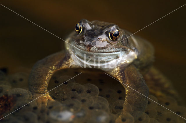 Bruine kikker (Rana temporaria)