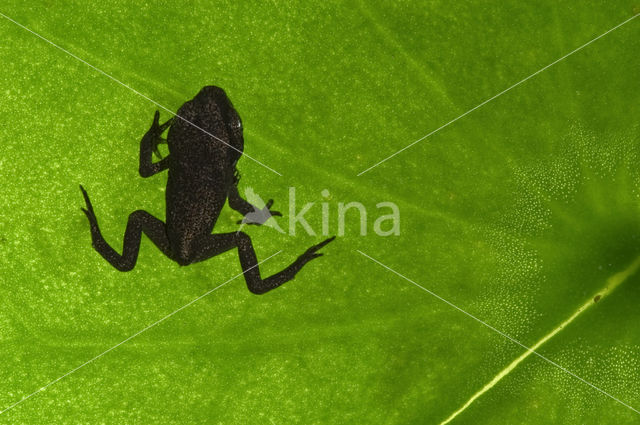 Common Frog (Rana temporaria)