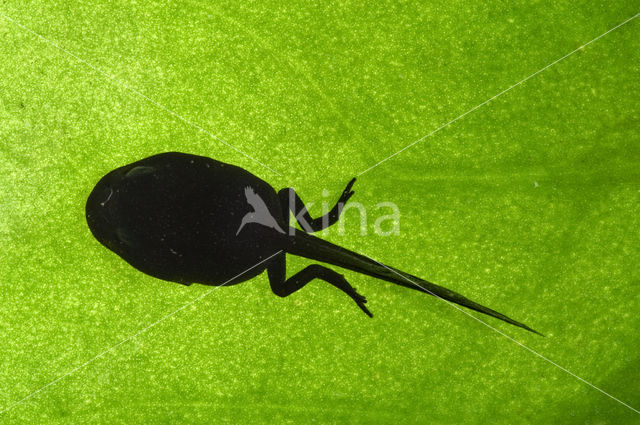 Bruine kikker (Rana temporaria)