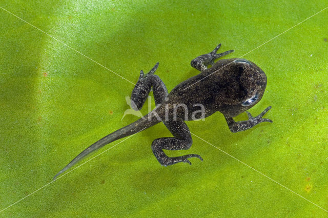 Bruine kikker (Rana temporaria)