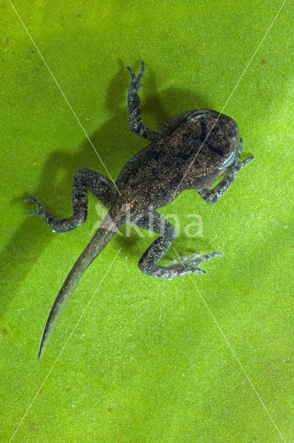 Bruine kikker (Rana temporaria)