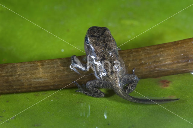 Bruine kikker (Rana temporaria)