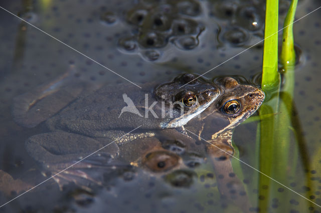 Common Frog (Rana temporaria)