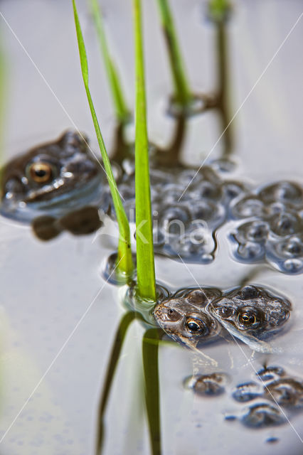 Common Frog (Rana temporaria)