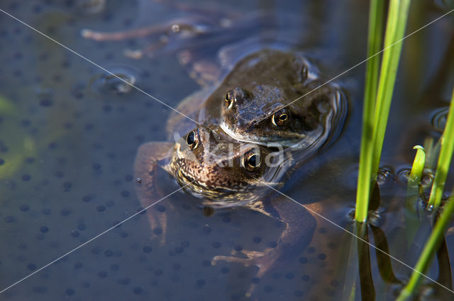 Bruine kikker (Rana temporaria)