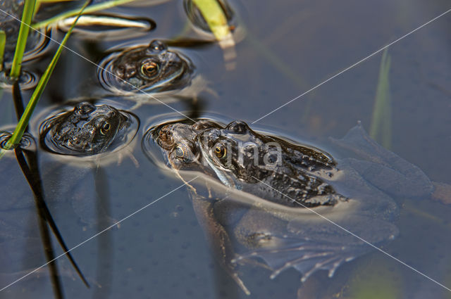 Common Frog (Rana temporaria)