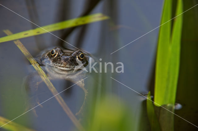 Bruine kikker (Rana temporaria)