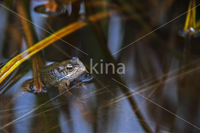 Common Frog (Rana temporaria)