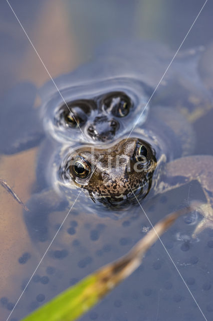 Bruine kikker (Rana temporaria)