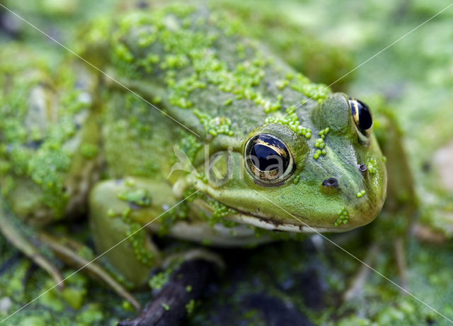 edible frog (Rana esculenta)
