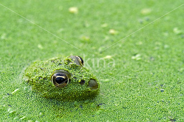 edible frog (Rana esculenta)