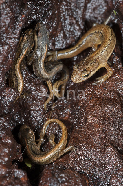 Kleine watersalamander (Lissotriton vulgaris)